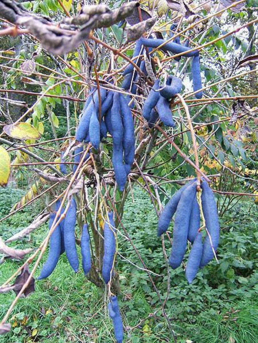 Blue Sausage Plant Seeds for Planting – Heirloom & Non-GMO Seeds for Unique Ornamental Garden Pods