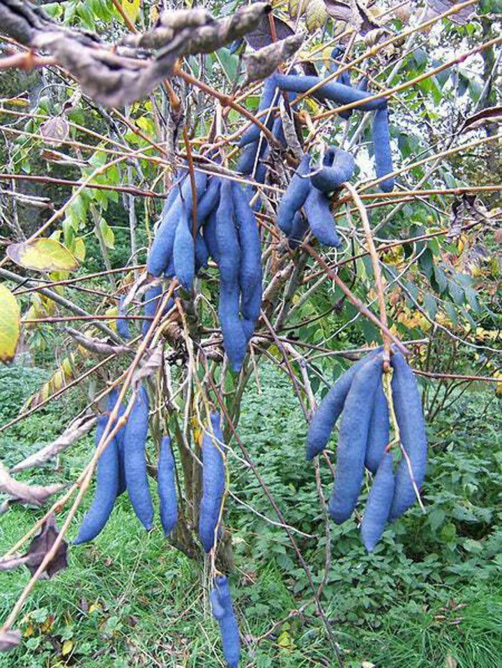 Blue Sausage Plant Seeds for Planting – Heirloom & Non-GMO Seeds for Unique Ornamental Garden Pods