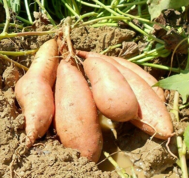 Orange Yellow Sweet Potato Seeds for Planting – Heirloom Non-GMO Organic Garden Seeds with High Germination