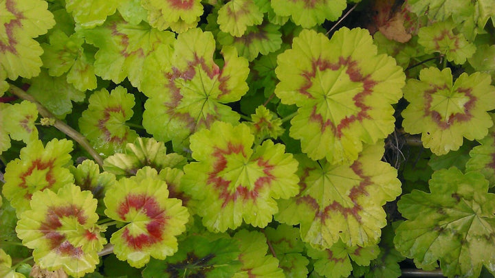Lime Green Geranium Flower Seeds for Planting – Heirloom, Non-GMO, High Germination Organic Garden Seeds