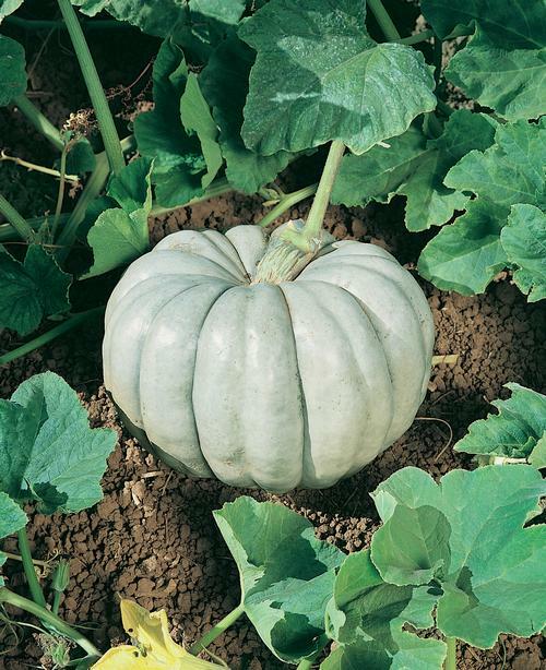 Gray Triamble Pumpkin Vegetable Seeds for Planting – Heirloom & Non-GMO Garden Seeds