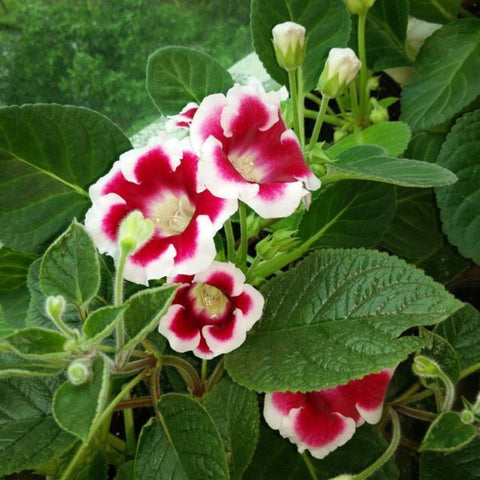 Flower Seeds, Seeds,Seeds For Planting,Plant Seeds