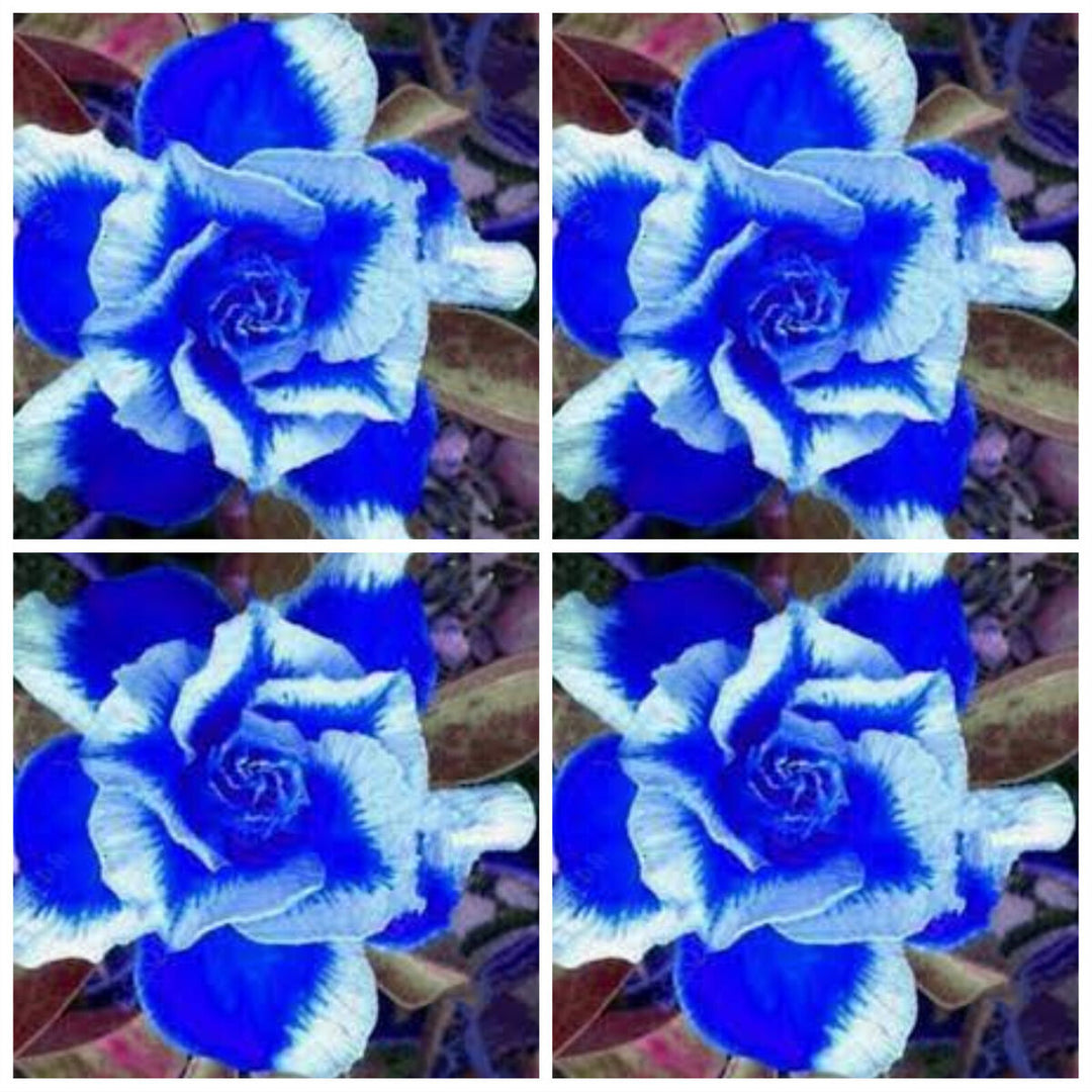 Flower Seeds, Seeds,Seeds For Planting,Plant Seeds