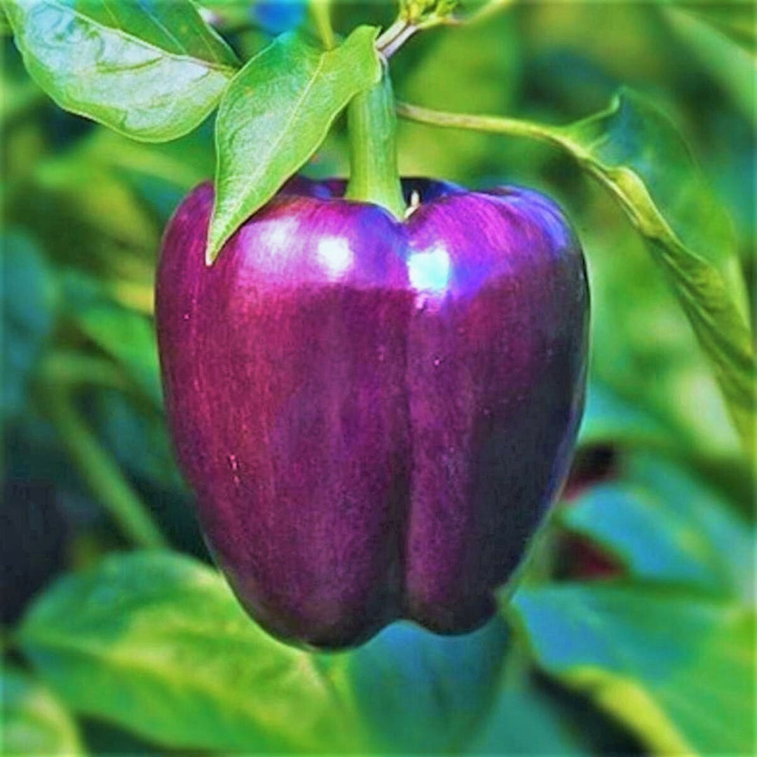 Purple Bell Pepper Vegetable Seeds for Planting – Heirloom &amp; Non-GMO Garden Seeds for Vibrant Harvests