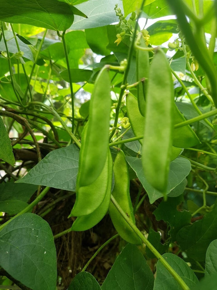 Green Lima Beans Vegetable Seeds for Planting – Heirloom & Non-GMO Seeds for Hearty Garden Harvests