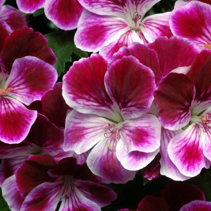 Geranium Light Violet Red Flower Seeds – Heirloom, Non-GMO, High Germination Organic Garden Seeds for Planting