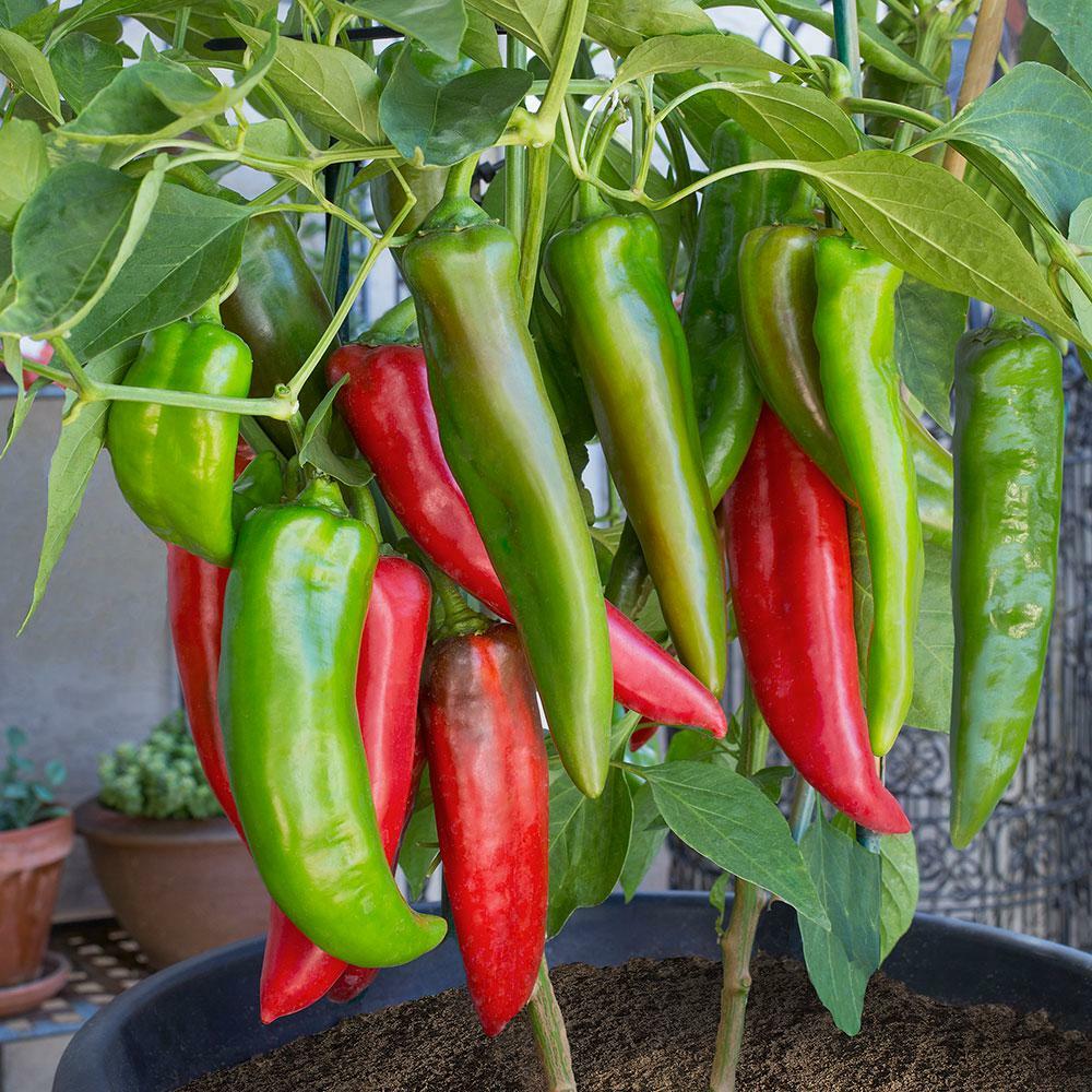 Breath Chilli Vegetable Seeds for Planting – Heirloom & Non-GMO Seeds for Spicy Garden Harvests