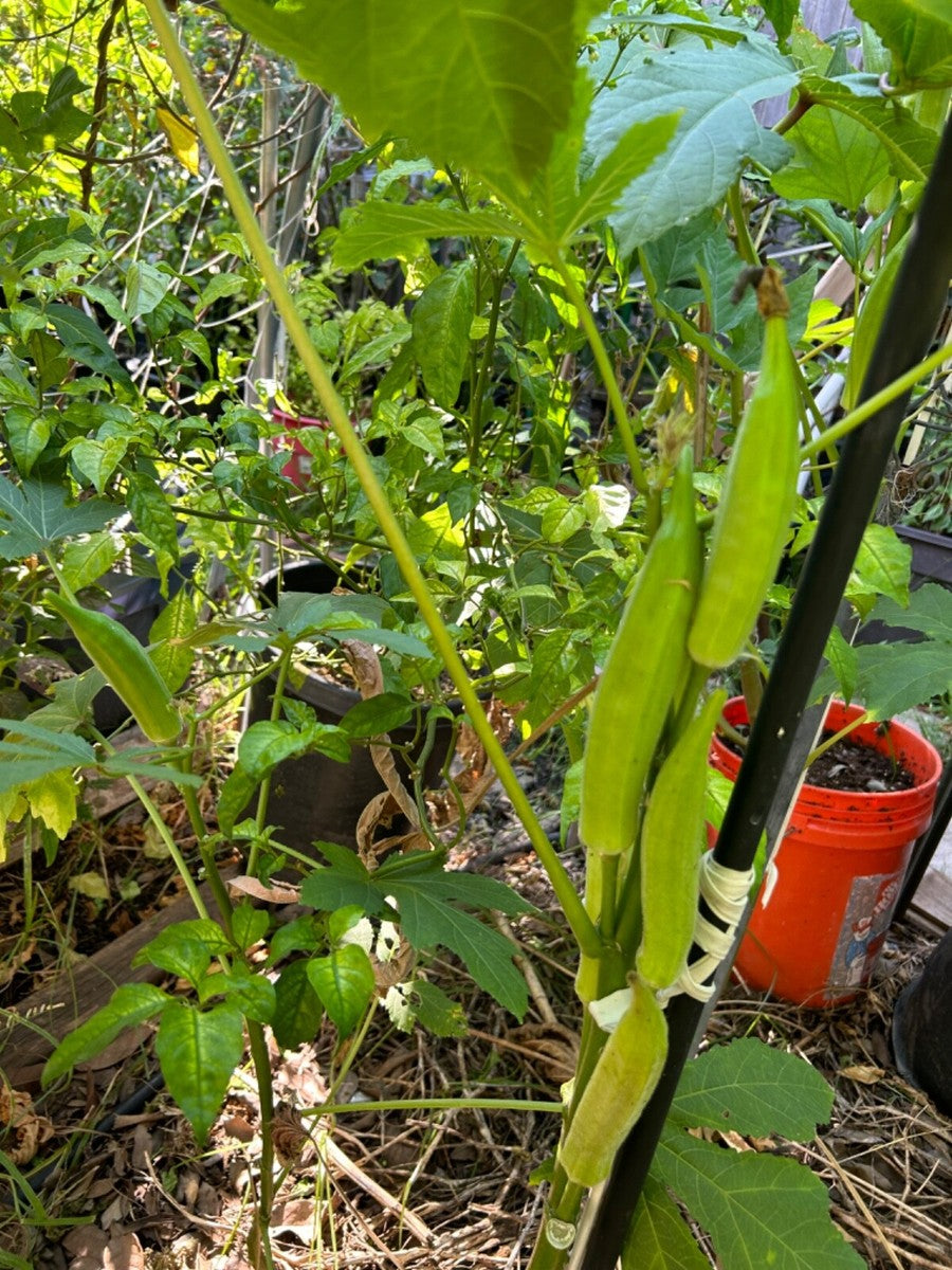 Cajun Delight Okra Seeds for Planting – Heirloom & Non-GMO Seeds for Tender Southern-Style Pods