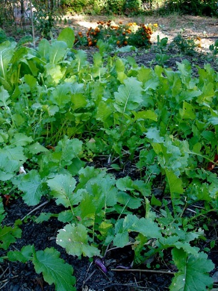 Seventop Turnip Seeds for Planting – Heirloom, Non-GMO Vegetable Seeds