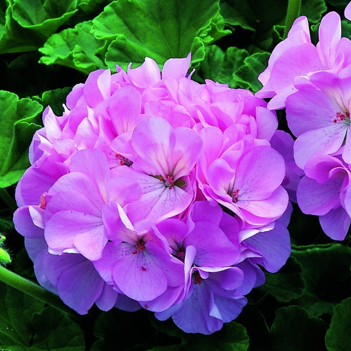 Violet Geranium Pelargonium Seeds for Planting – Heirloom, Non-GMO, High Germination Organic Garden Seeds