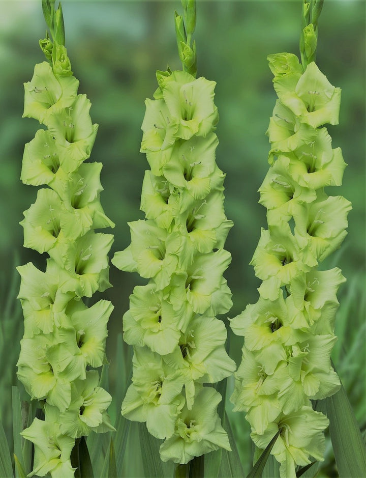 Green Gladiolus Flower Seeds for Planting – Heirloom, Non-GMO, High Germination Organic Garden Seeds for Pollinator-Friendly Gardens