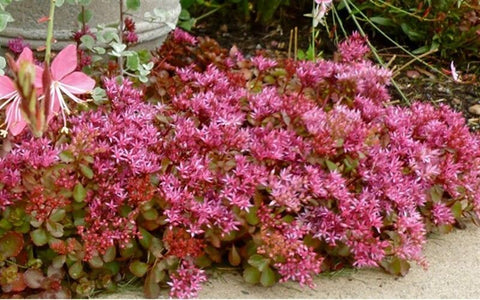 Flower Seeds, Seeds,Seeds For Planting,Plant Seeds