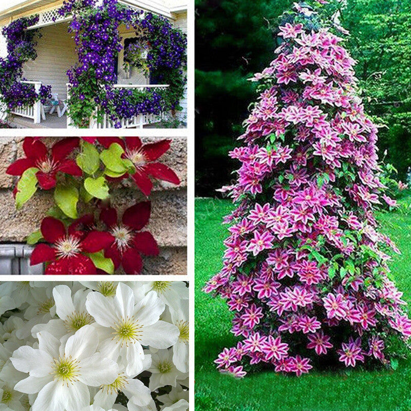 Mixed Colors Clematis Vines Perennial Climbing Flower Seeds for Planting – Heirloom Non-GMO Organic Garden