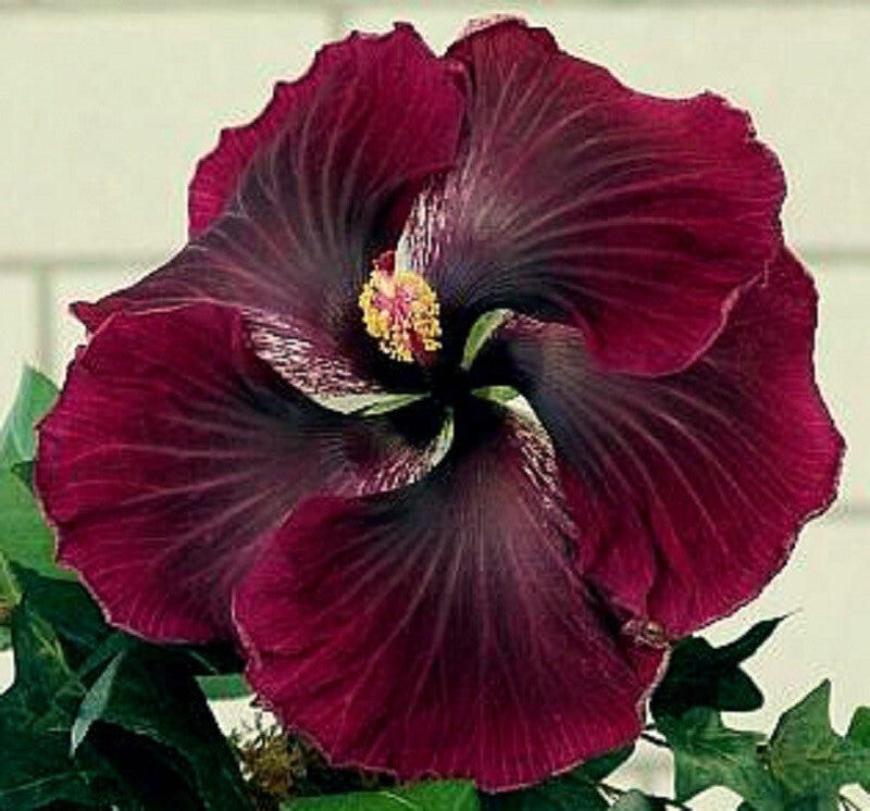 Black Maroon Hibiscus Flower Seeds – Heirloom, Non-GMO, High Germination Organic Garden Seeds for Planting