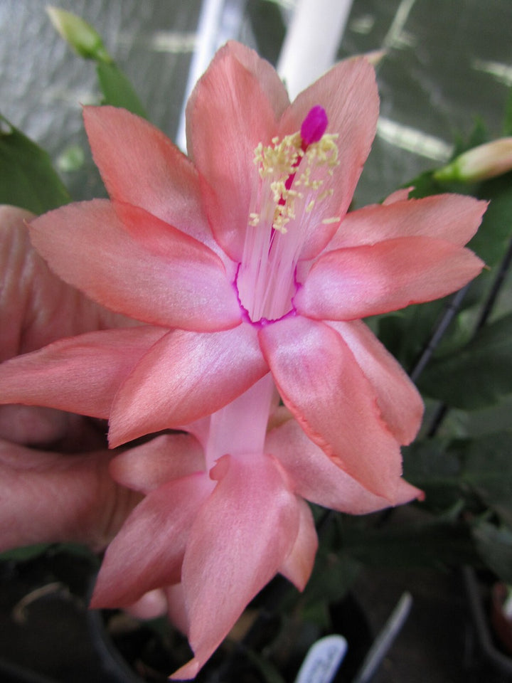 Peach Schlumbergera Flower Seeds for Planting – Heirloom Non-GMO, High Germination Organic Garden Seeds