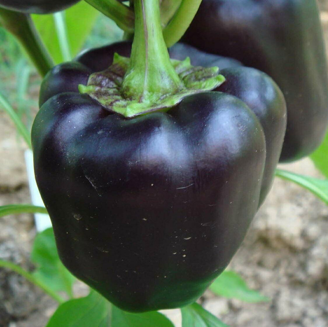 Heirloom Non-GMO Black Bell Pepper Seeds for Planting – Rare Sweet Vegetable Garden Seeds