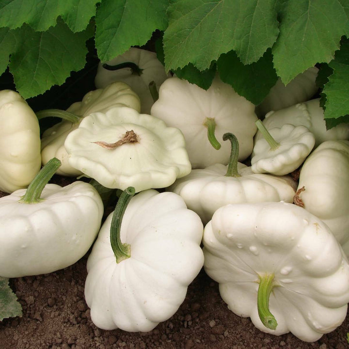Scallop White Bush Squash Seeds for Planting – Heirloom, Non-GMO, Tender Summer Vegetable – High Germination