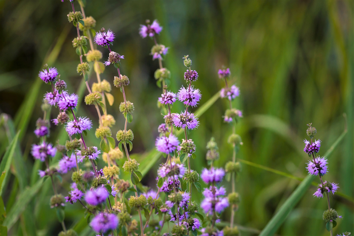 Flower Seeds, Seeds,Seeds For Planting,Plant Seeds