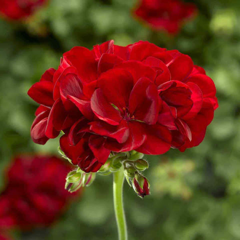 Flower Seeds, Seeds,Seeds For Planting,Plant Seeds