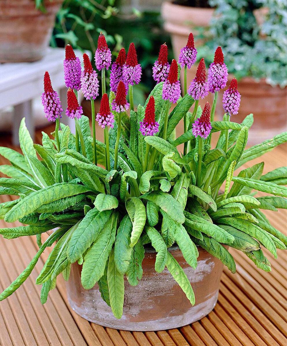 Flower Seeds, Seeds,Seeds For Planting,Plant Seeds