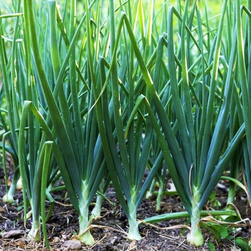 Scallion Seeds for Planting – Heirloom, Non-GMO, Mild Green Onion Vegetable
