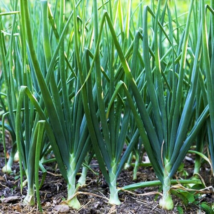 Scallion Seeds for Planting – Heirloom, Non-GMO, Mild Green Onion Vegetable