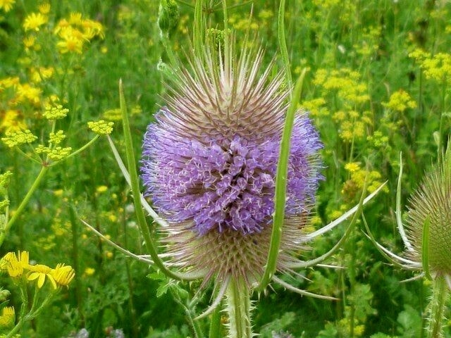 Dipsacus Plant Seeds for Planting – Heirloom, Non-GMO, Organic Garden Seeds, High Germination