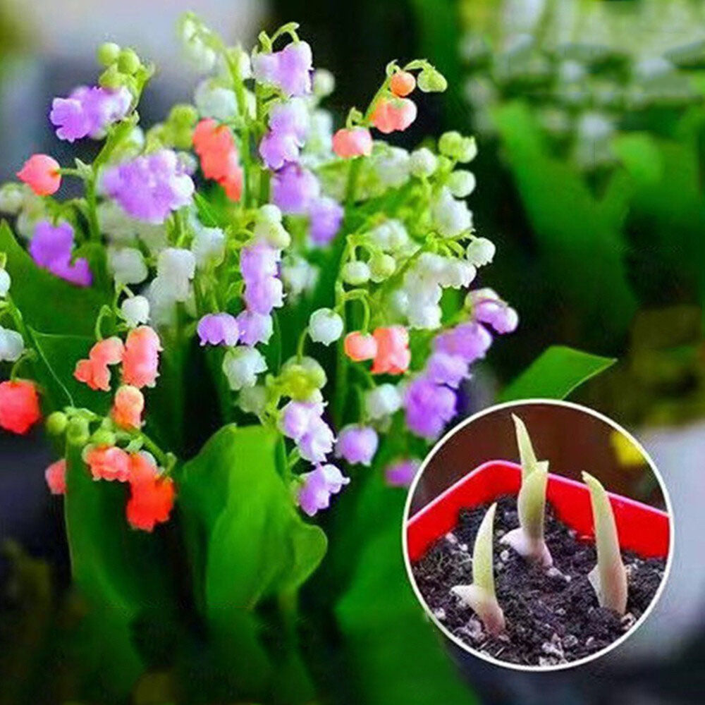 Bell Orchid Flower seeds for Planting - Shade Tolerant, Heirloom & GMO Free Seeds for Home Garden | Non-GMO