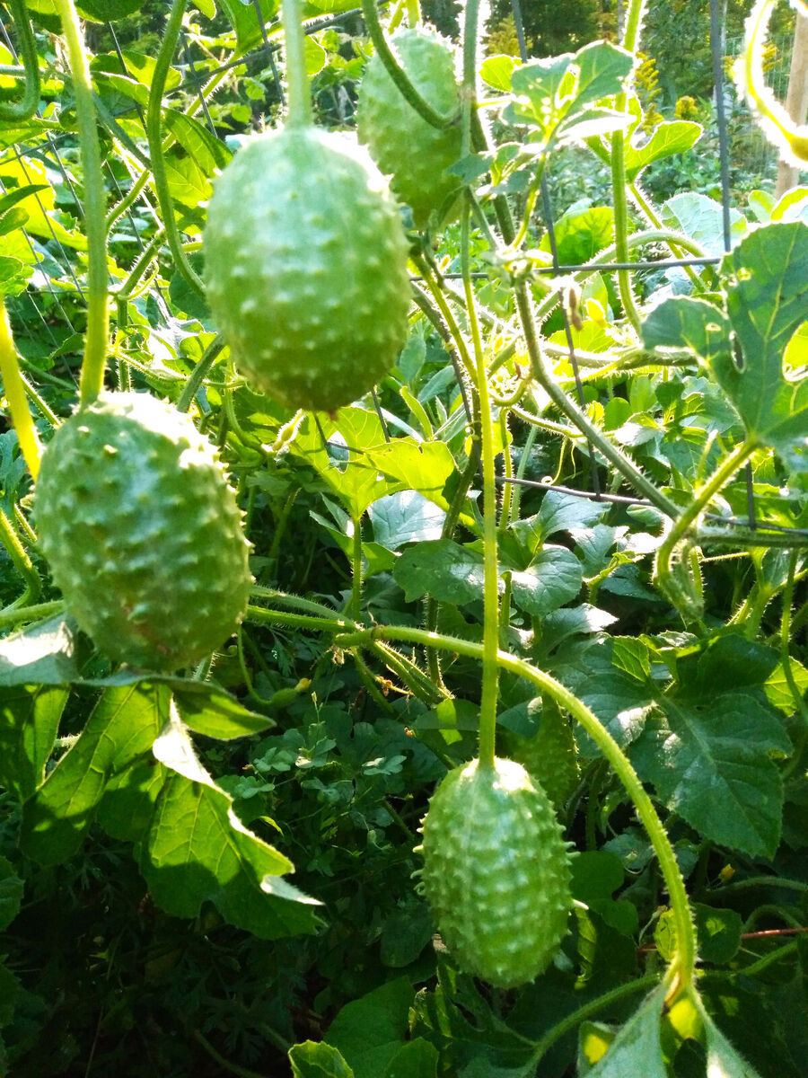 West Indian Gherkin Cucumber Seeds for Planting – Heirloom, Non-GMO, Spiny Pickling Vegetable – High Germination