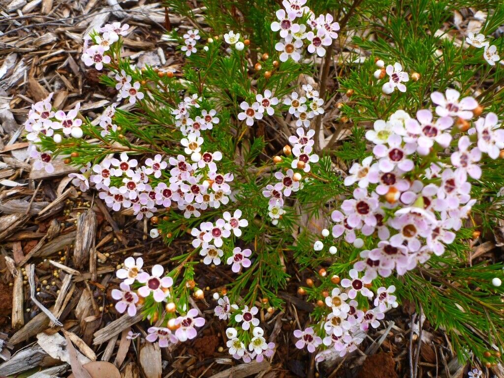 Geraldton Wax Flower Seeds for Planting – Exotic Evergreen Blooms