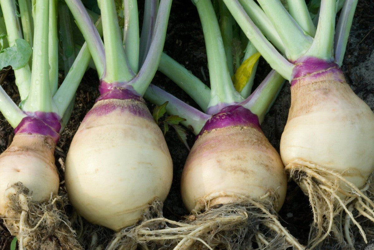 Purple Rutabaga Vegetable Seeds for Planting – Heirloom & Non-GMO Root Vegetable Seeds for Cool-Season Gardens