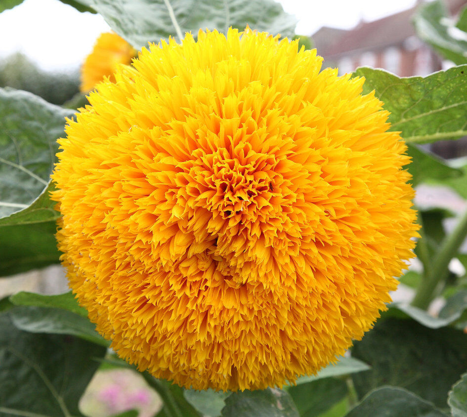 Helianthus Salicifolius Flower Seeds for Planting – Unique Ornamental Foliage and Bright Blooms