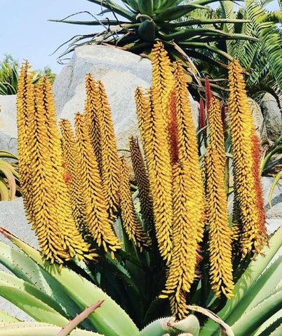 Flower Seeds, Seeds,Seeds For Planting,Plant Seeds