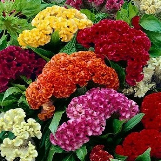 Heirloom Celosia Flower Seeds for Planting – Easy to Grow, Non-GMO, High Germination Home Garden Seeds
