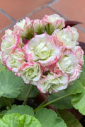 Pink Scented Geranium Flower Seeds for Planting – Heirloom, Non-GMO, Cottage Garden Essential, High Germination