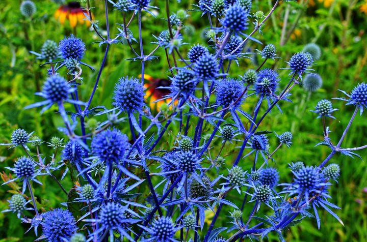 Sea Holly Alpine Blue Flower Seeds for Planting – Heirloom, Non-GMO, High Germination Organic Garden Seeds for Home Garden
