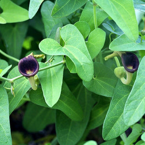 Flower Seeds, Seeds,Seeds For Planting,Plant Seeds