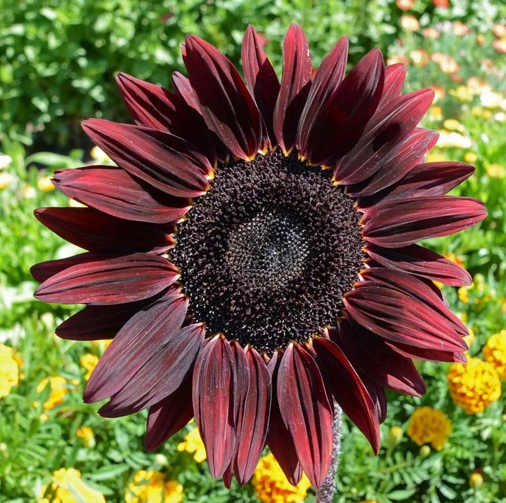 Flower Seeds, Seeds,Seeds For Planting,Plant Seeds