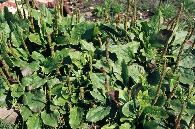 Broadleaf Tortoise Forage flower seeds for planting - Heirloom & Non-GMO Garden Seeds