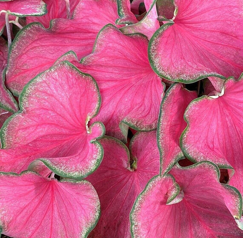 Flower Seeds, Seeds,Seeds For Planting,Plant Seeds