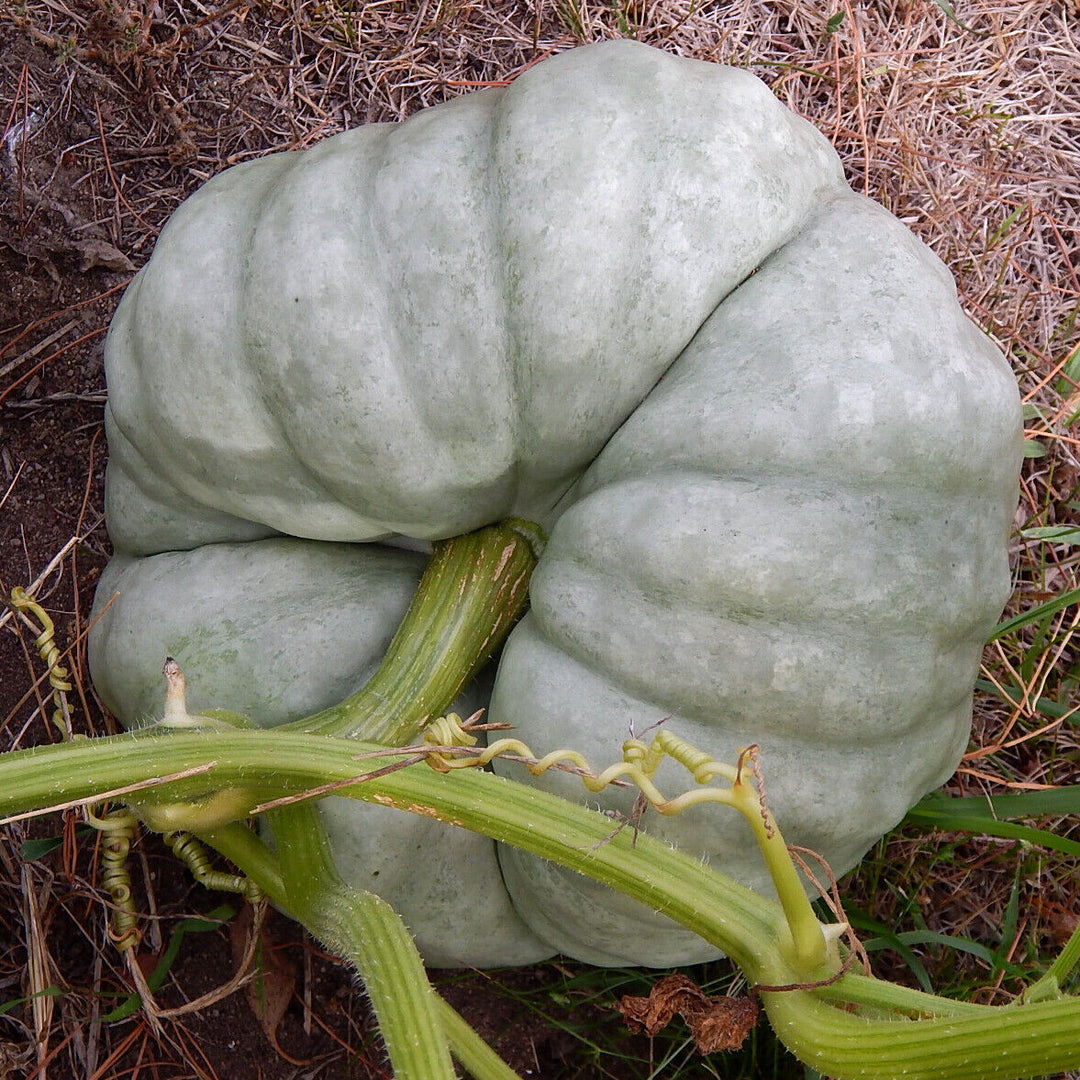 Gray Triamble Pumpkin Vegetable Seeds for Planting – Heirloom & Non-GMO Garden Seeds