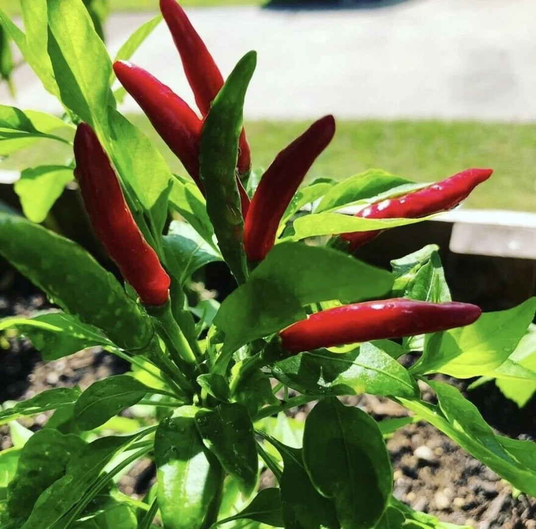 Philippine Hot Pepper Seeds – Heirloom Non-GMO Spicy Chili Vegetable Seeds for Planting, Organic Garden Seeds