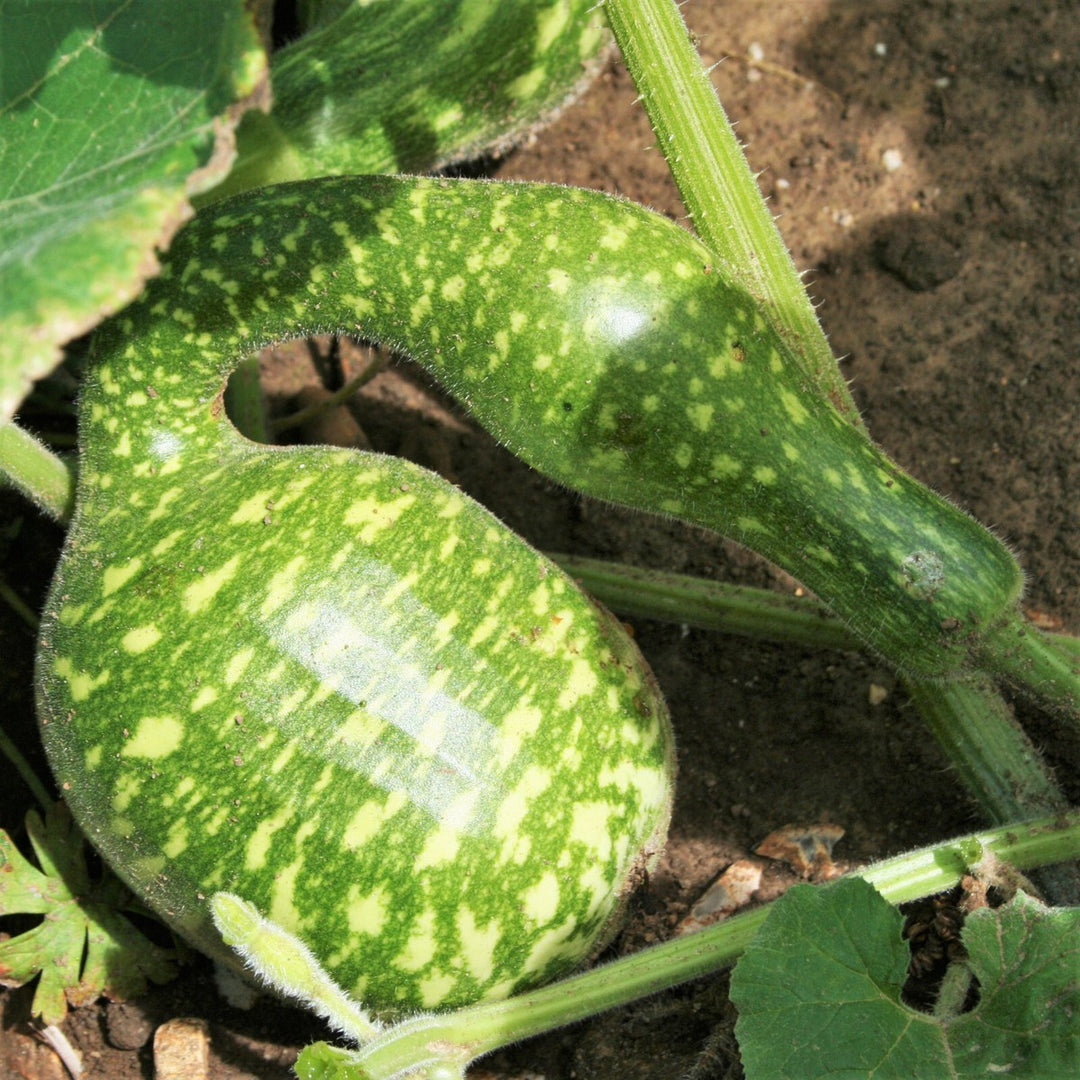 Speckled Swan Gourd Seeds for Planting – Heirloom, Non-GMO, Ornamental Vegetable – High Germination