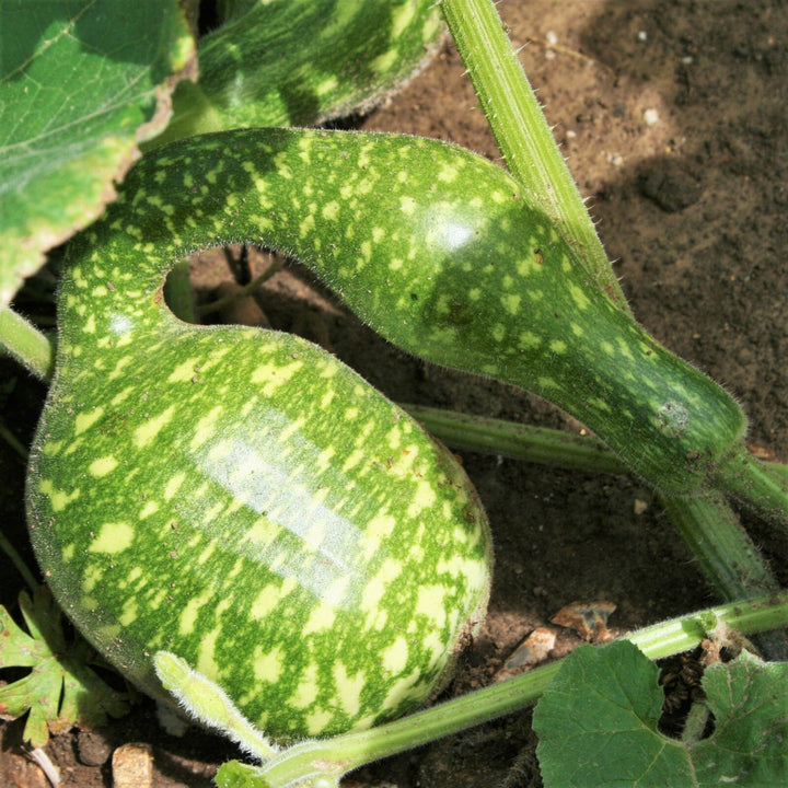Speckled Swan Gourd Seeds for Planting – Heirloom, Non-GMO, Ornamental Vegetable – High Germination