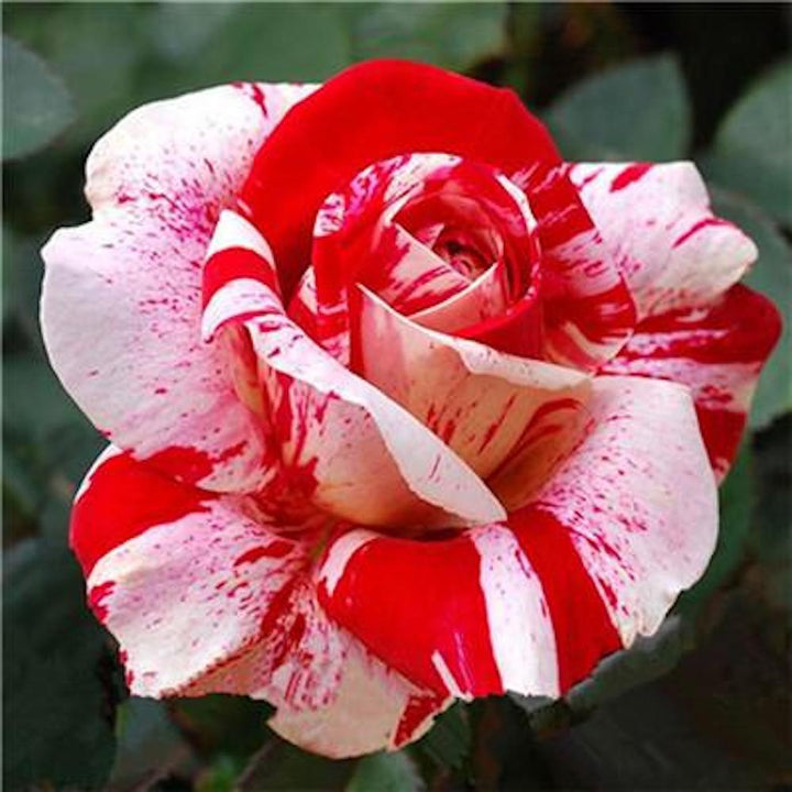 Rare Rose Seeds Red White Dragon Rose Shrub Bush – Hardy, Low Maintenance, Heirloom, Non-GMO, High Germination Organic Garden Seeds