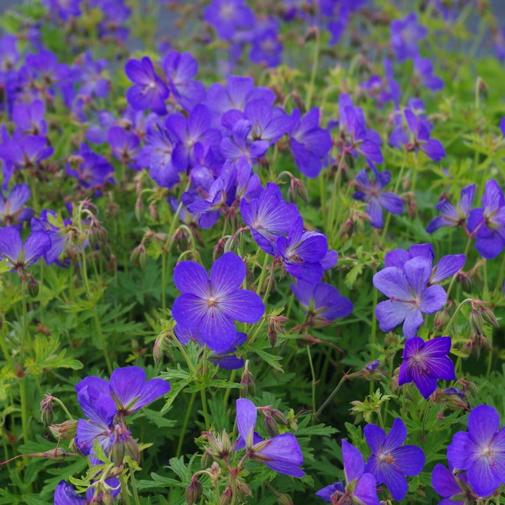 Navy Blue Geranium Flower Seeds for Planting – Heirloom, Non-GMO, Long Bloom, High Germination Seeds