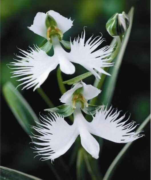 Egret Orchid Flower Seeds for Planting – Heirloom Non-GMO, High Germination Organic Garden Seeds