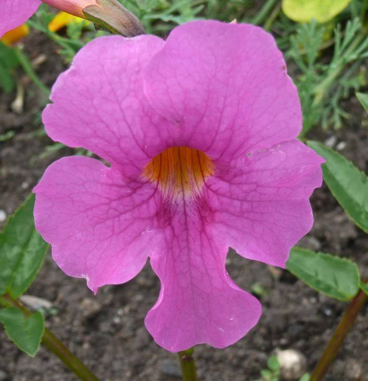 Flower Seeds, Seeds,Seeds For Planting,Plant Seeds
