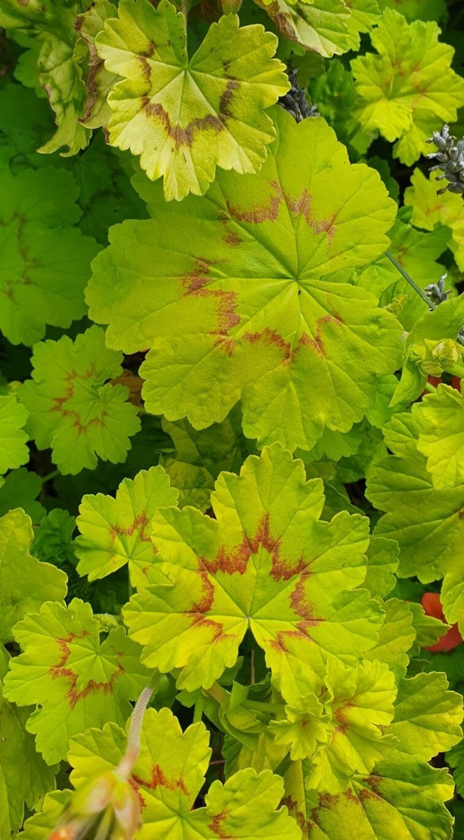 Lime Green Geranium Flower Seeds for Planting – Heirloom, Non-GMO, High Germination Organic Garden Seeds