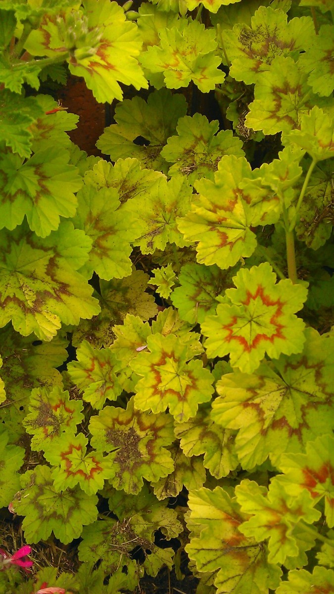Light Green Geranium Pelargonium Flower Seeds for Planting – Heirloom, Non-GMO, High Germination Seeds